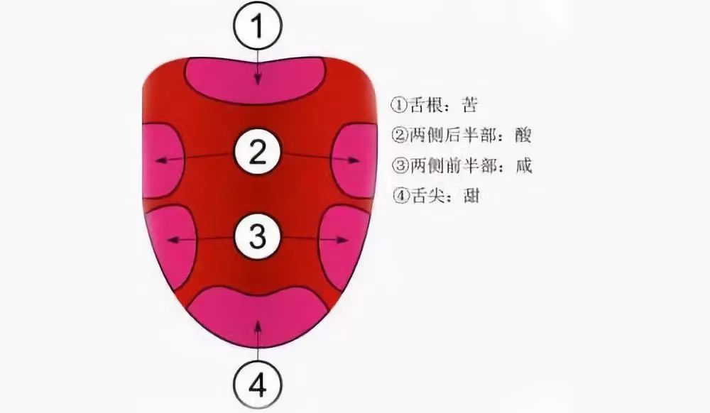 舌根对苦味最为敏感.jpg