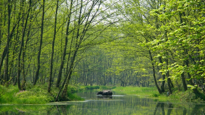 九龙湿地 丽水.jpg