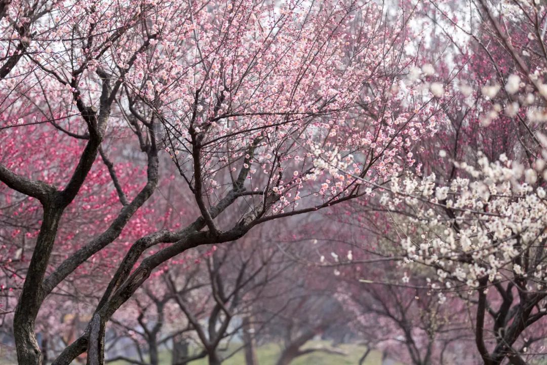 时光匆匆，花开花落.jpg