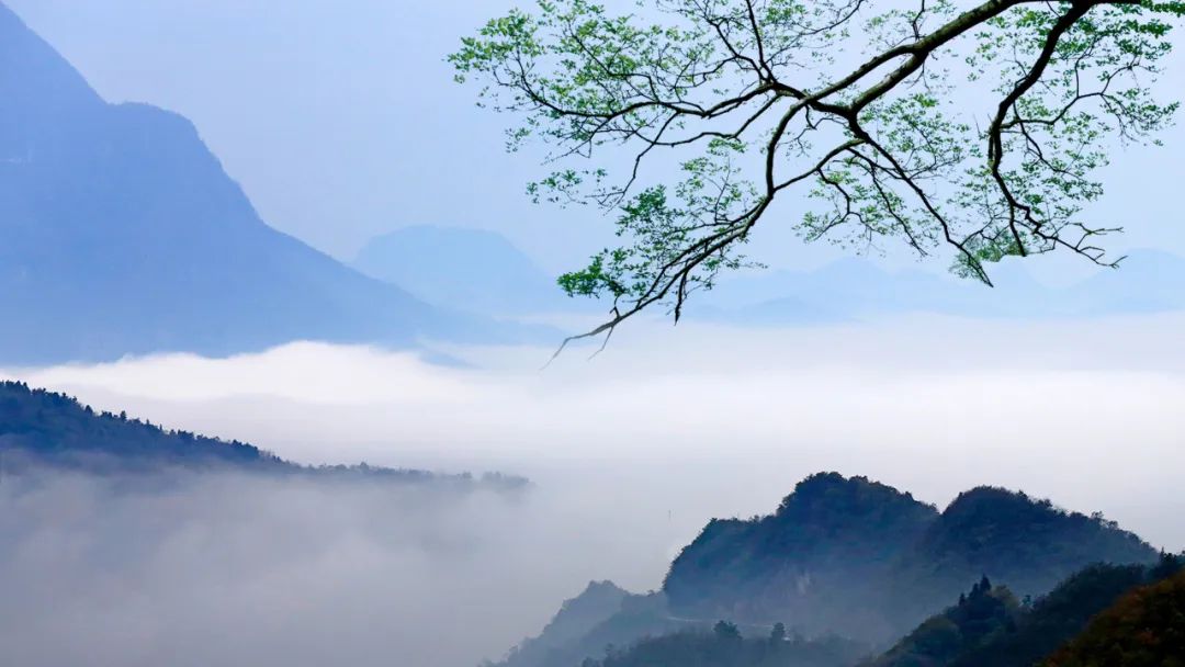 坐看百花开落遍，依然山色对清卢.jpg