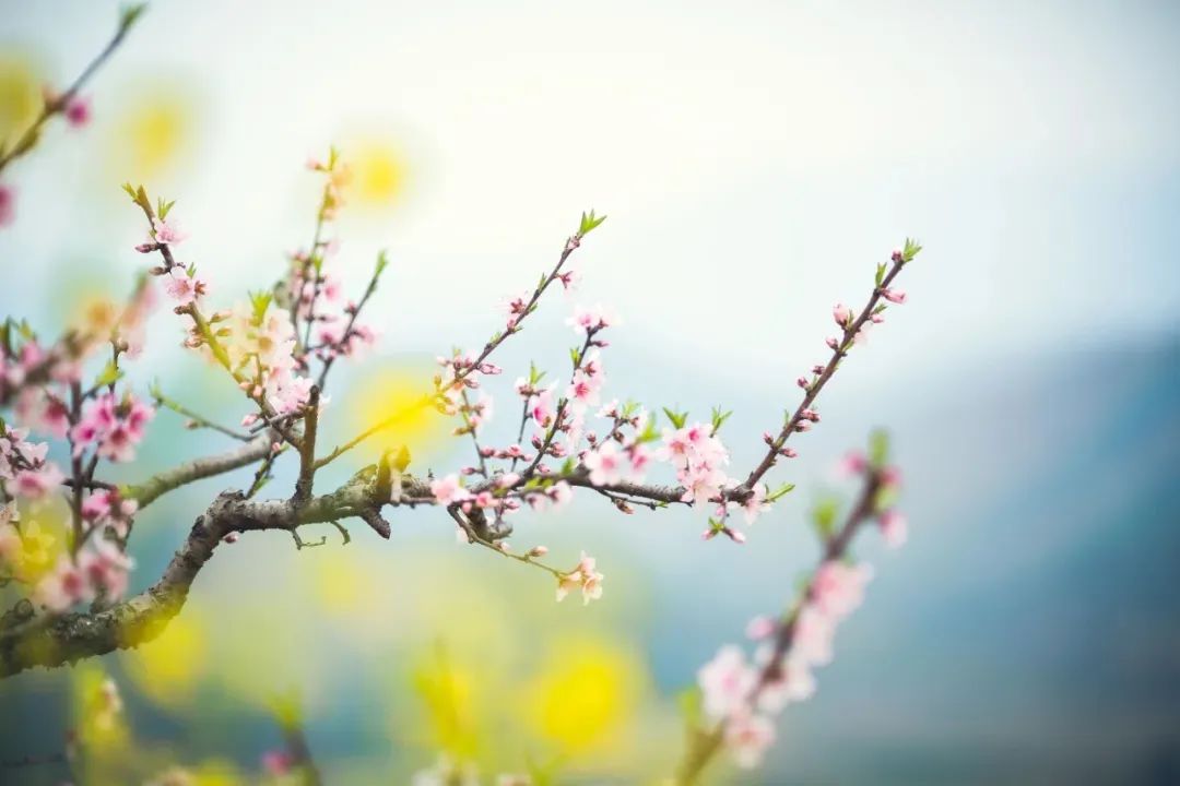 花开不同赏，花落不同悲。.jpg