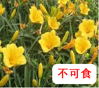 萱草.png