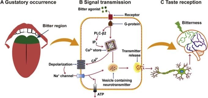 图3 苦味的信号传导及接收生理学过程[5].jpg