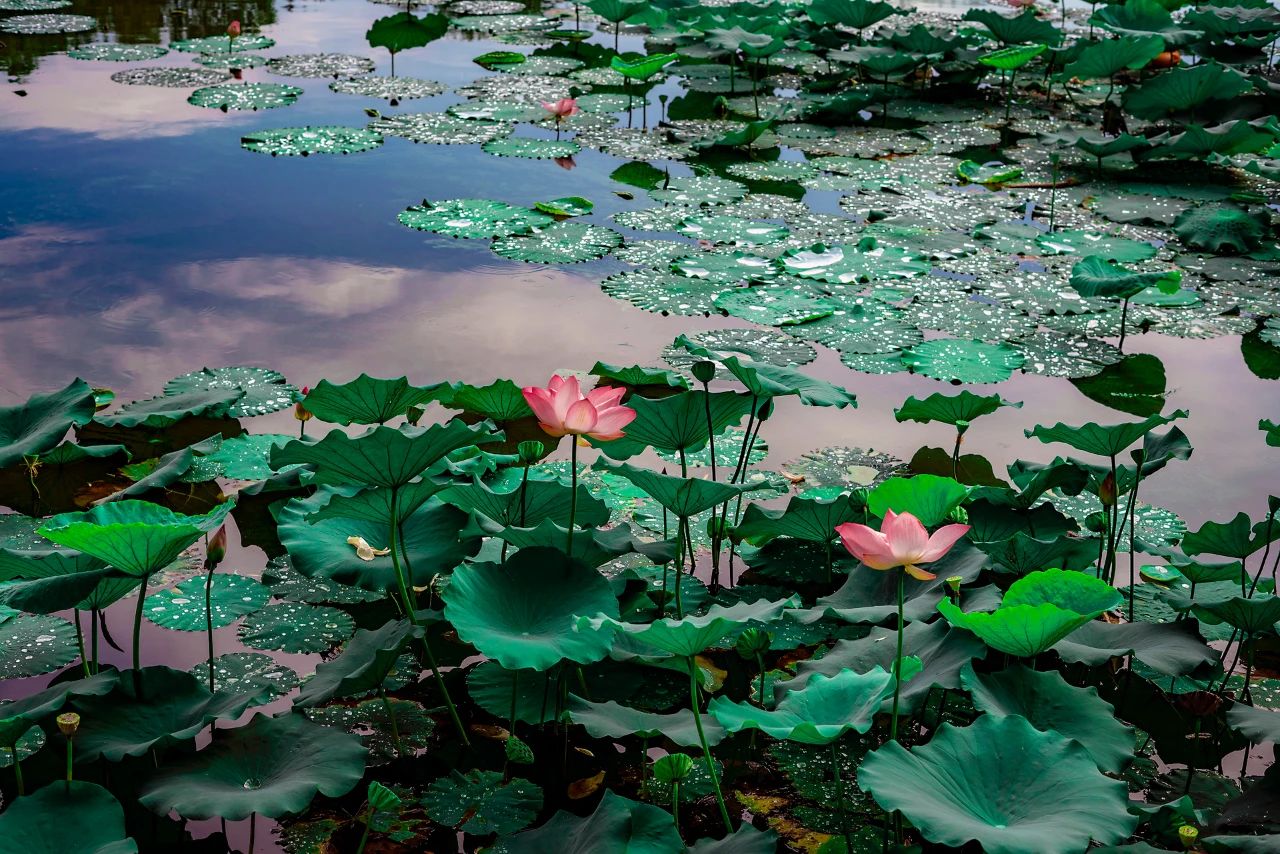 夏景之清丽.jpg