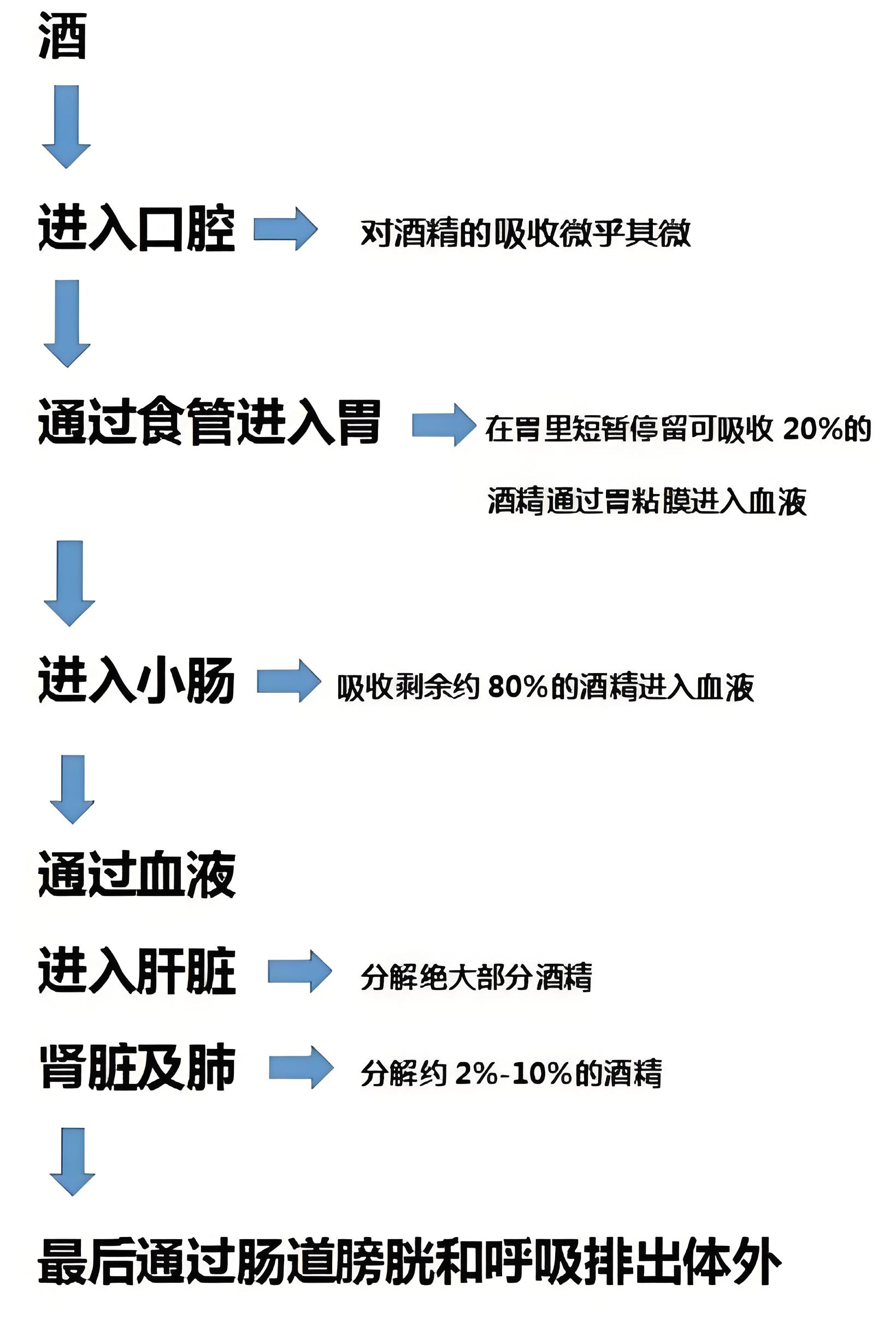 酒精对肌肉生长的阻碍.jpg