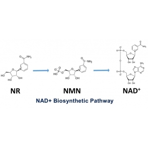 许执恒、秦成峰、胡泽平医学团队研究表明：NAD+/NMN可治